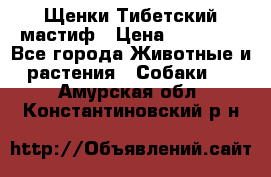  Щенки Тибетский мастиф › Цена ­ 50 000 - Все города Животные и растения » Собаки   . Амурская обл.,Константиновский р-н